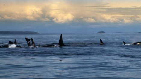 A family of orcas in the ocean. Courtesy of Dogwoof USA