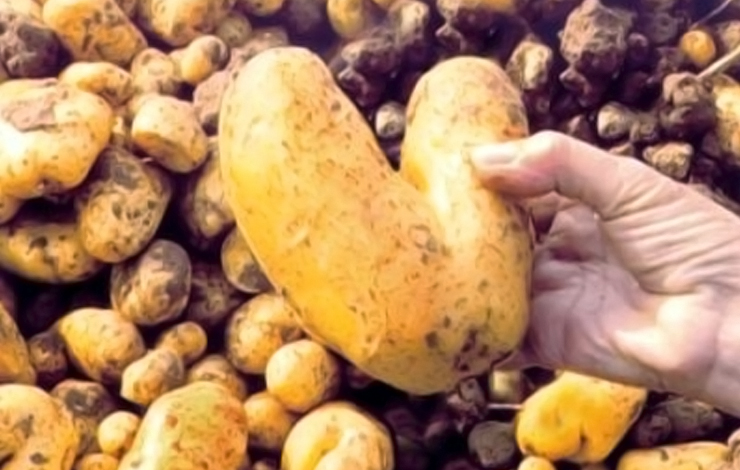 A heart-shaped potato gleaned by Agnés Varda