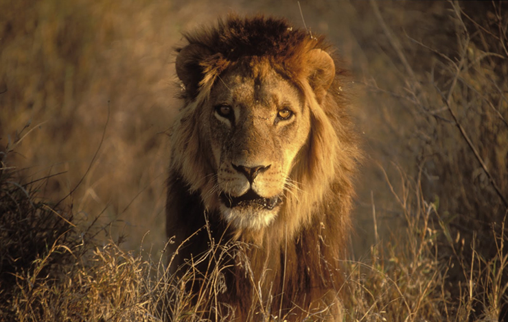 From Tim Liversedge's 'ROAR: Lions of the Kalahari.'