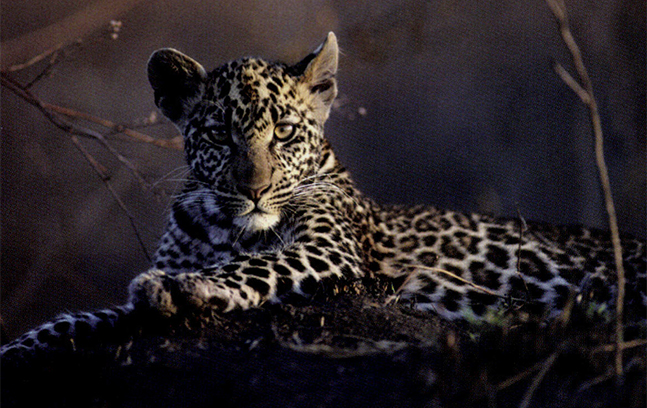 A young leopard photographed in the Serengeti, Tanzania, during filming on the 1991 production 'Sunlight and Shadow: The Dappled Cats for Survival Anglia.' Photo by Mark Deeble and Victoria Stone.