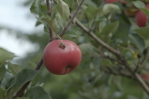 This image captures a vibrant red apple with a visiting bee on its surface, suspended from a branch amidst soft-focus green leaves in the background, invoking a peaceful, natural setting.