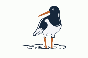 Drawing of an oystercatcher on a white background