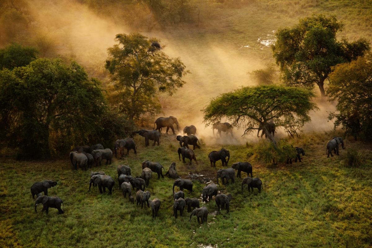 a herd of elephants walk through the grasslands.