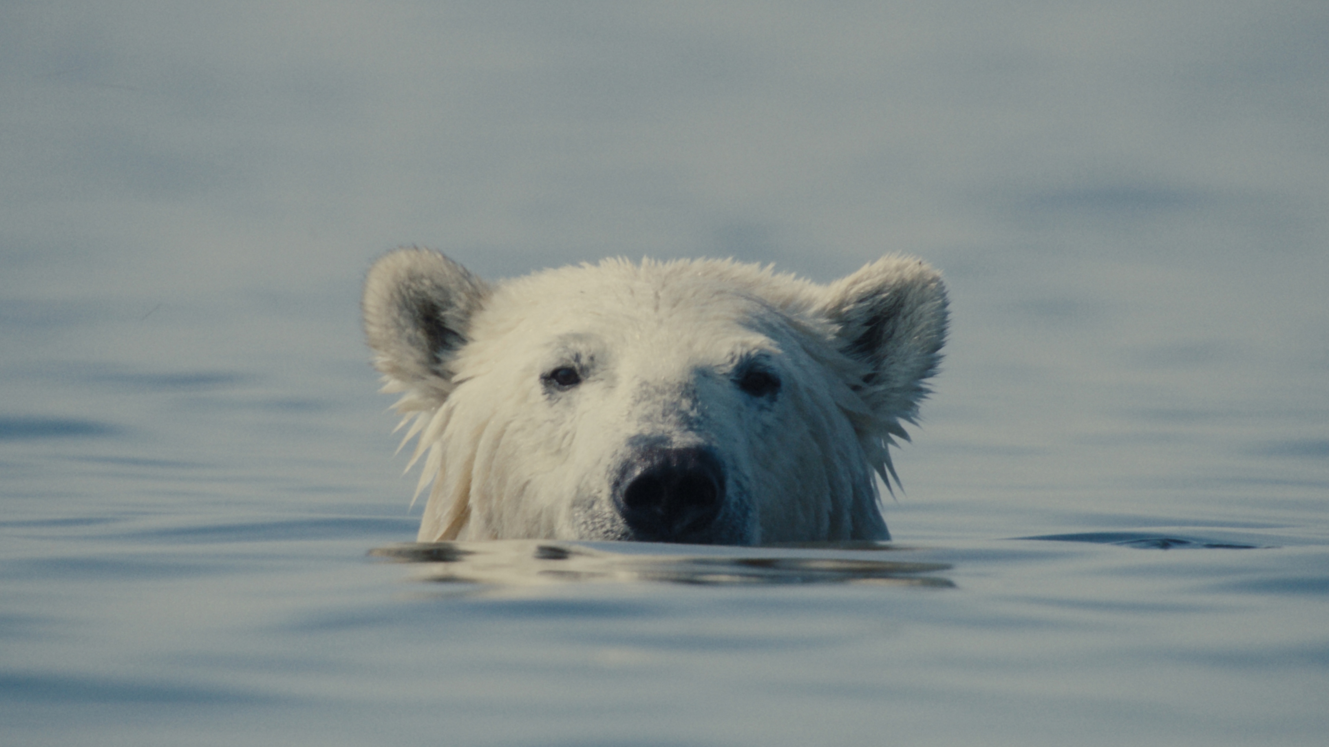 A polar bear seen peeking his head out of the water
