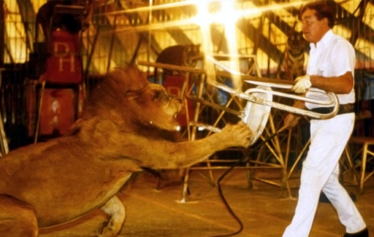 A man holds a chair to block himself from a lion swiping at him, from Errol Morris' 'Fast, Cheap and Out of Control.'