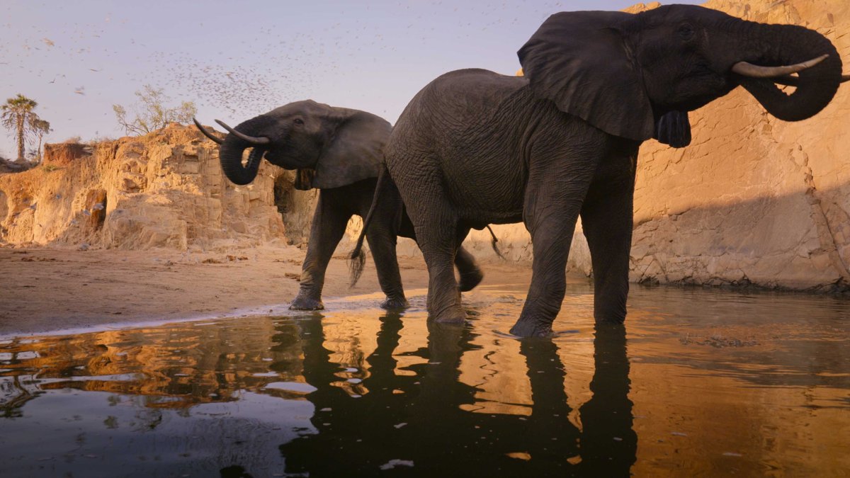 Two elephants stand near each other in shallow water, with their trunks in the air. Photo courtesy of Netflix.