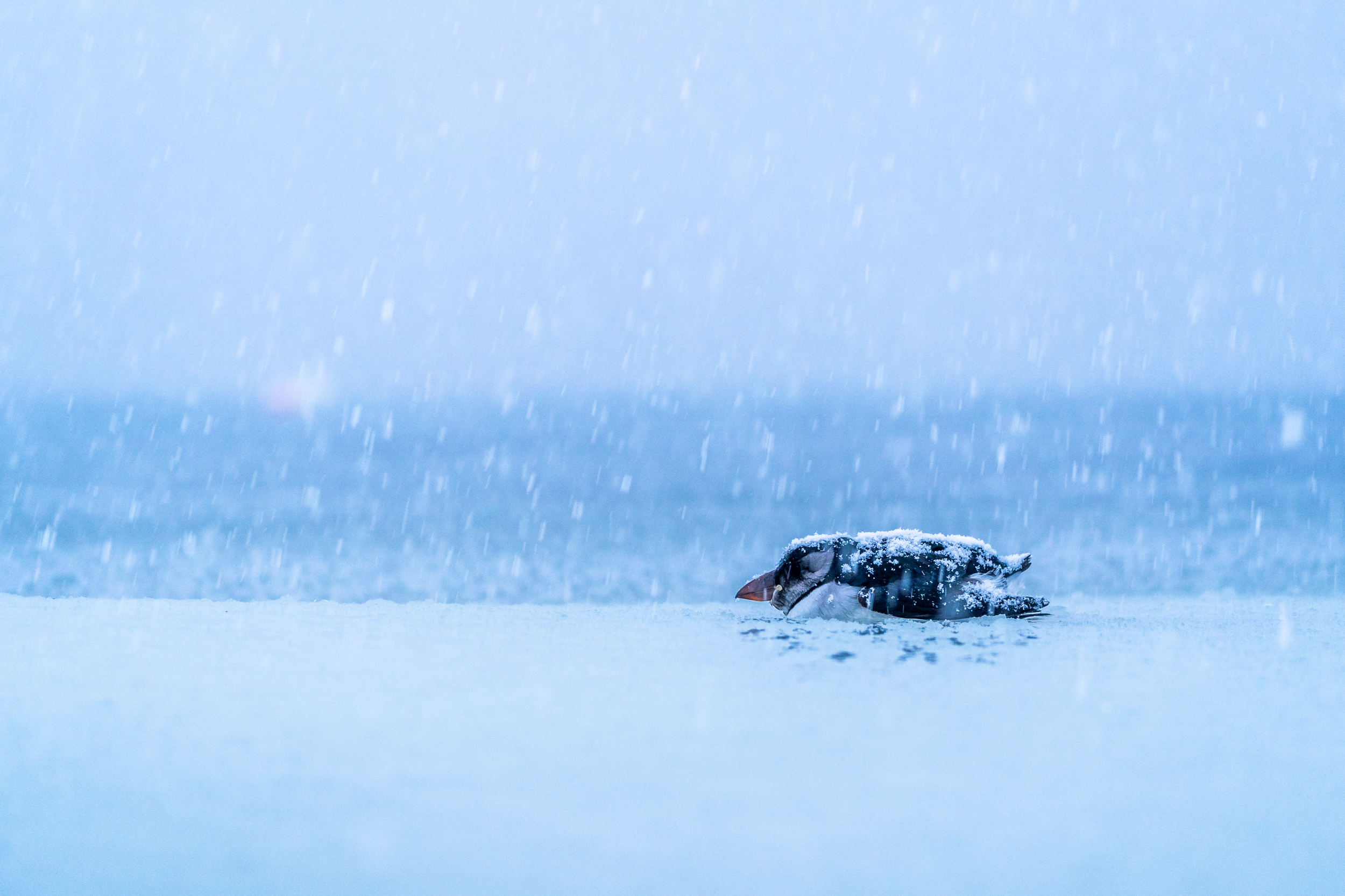 Beneath a cold sky flecked with falling snowflakes, on the right of frame an exhausted puffin, lying on its belly, is trying to make its way across a frozen sea. Weighed down by ice on its head and back, the journey faced by this solitary seabird would seem to be impossible.