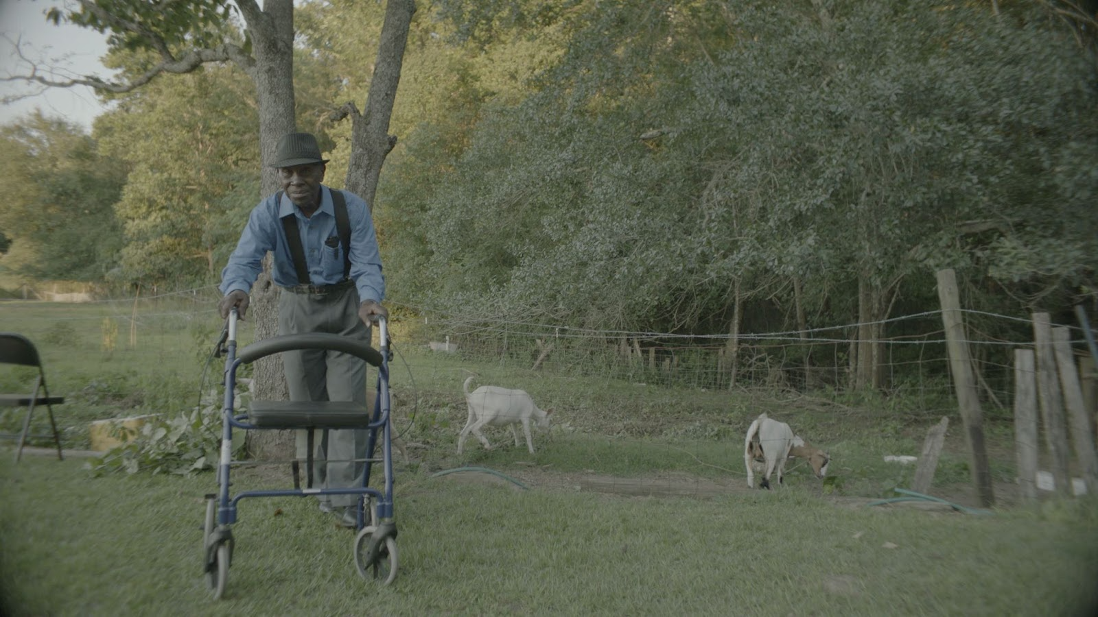 A black older man wearing a light blue long sleeved shirt and green pants pushes a walker in a field with two white goats grazing along a wire fence.