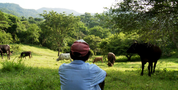 Back of a man wearing a blue shirt and red baseball hat sitting on the ground looking out at cows grazing