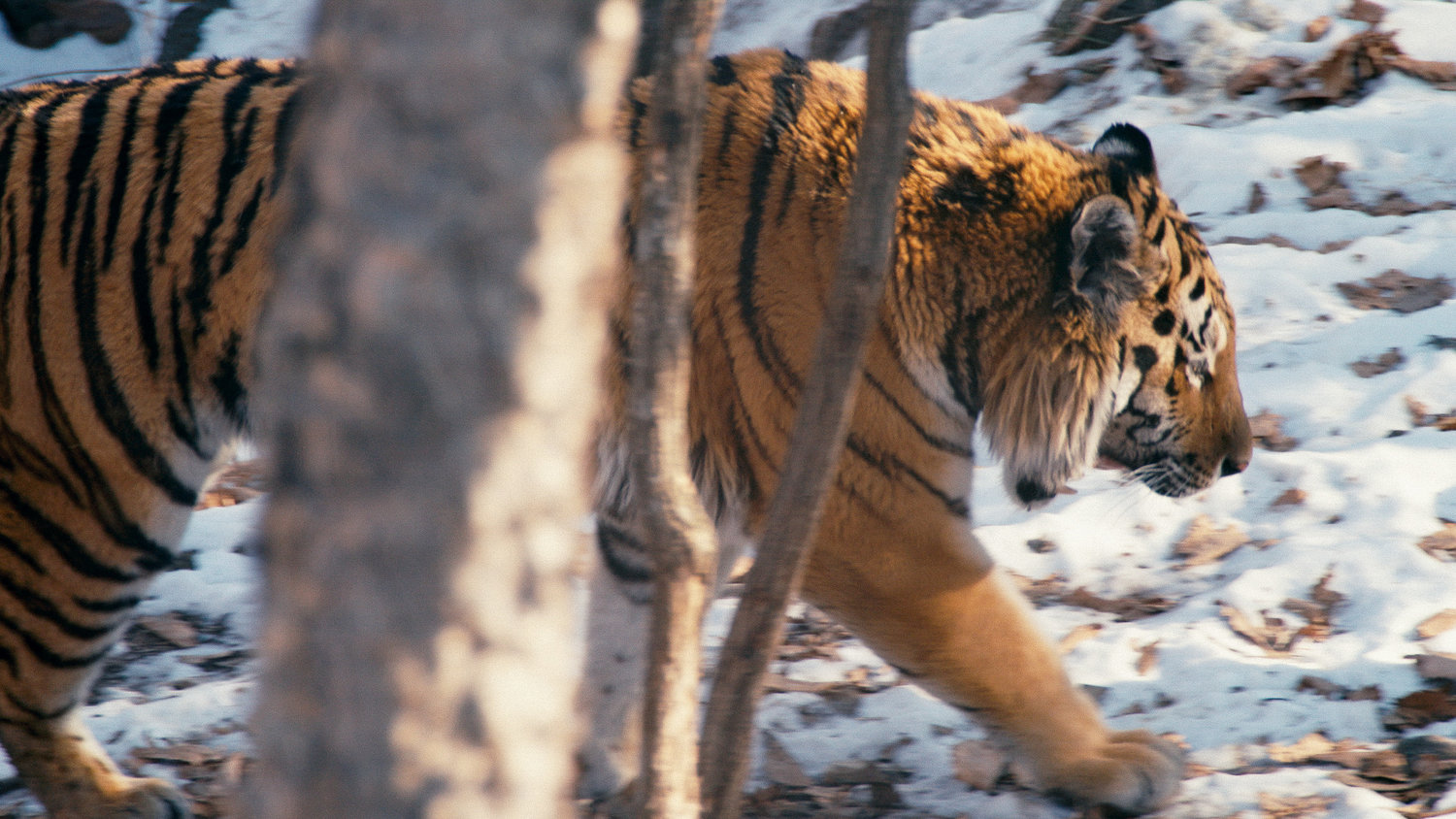 From Ross Kauffman's "Tigerland," which airs March 30 on Discovery Channel. Courtesy of Discovery Channel