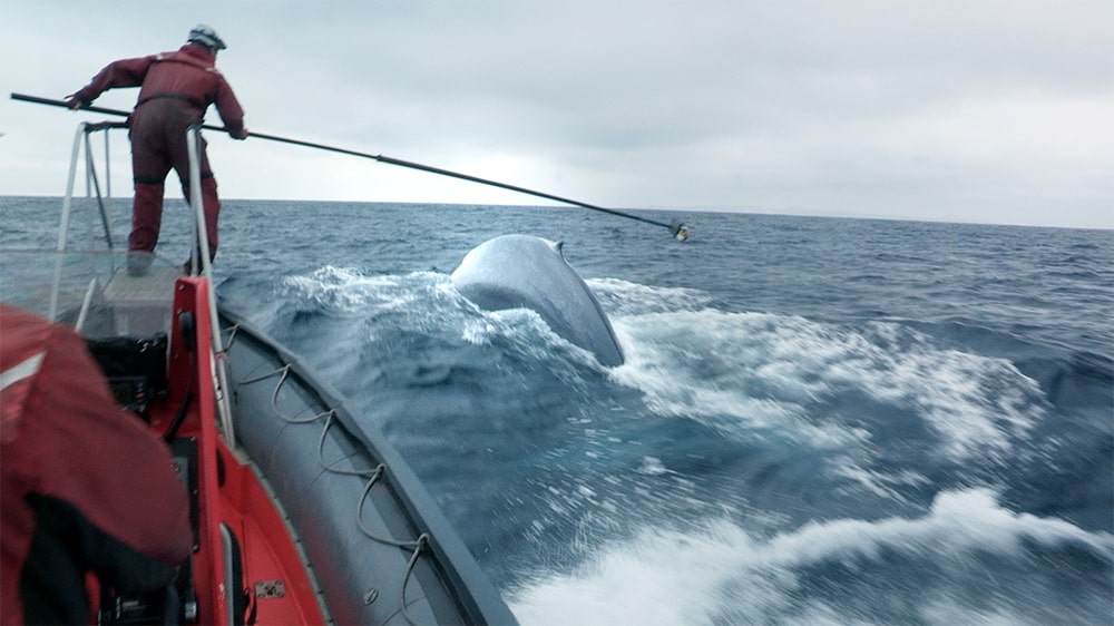 A cameraperson standing in a boat filming a blue whale in the ocean. A near miss captured by the Canon XF305 camcorder. Courtesy of Bleecker Street.