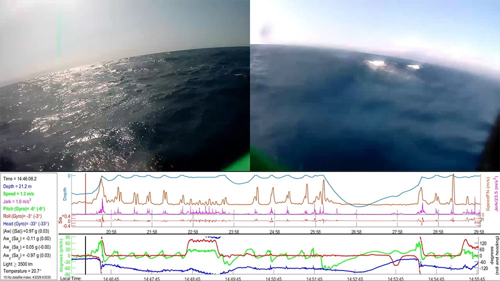 A triptych of three photos. Two views of the sea and a graph charting nearby whales. What the tag captures: two camera views plus monitoring data. Courtesy of Bleecker Street.