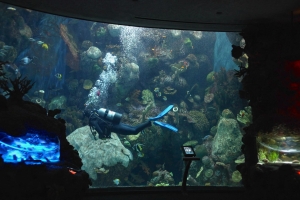 Marine Biologist Shayle Matsuda diving in the coral tank at Shedd Aquarium in Chicago