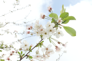 A close-up, medium shot of a blooming cherry blossom branch against a bright, pale blue sky with soft white clouds. The branch, a dark reddish-brown, extends diagonally from the lower left toward the center, featuring clusters of delicate white flowers with five petals and thin, pale-pink stamens tipped with yellow pollen. Several bright green, serrated leaves sprout from the branch, along with small, un-bloomed flower buds.