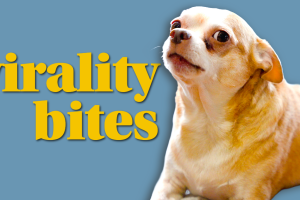 A chihuahua gives a side eye next to the words Virality Bites.