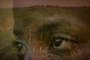 Superimposed image of a pair eyes against sugar fields in an image from “Stateless”. Courtesy of National Film Board, Canada.