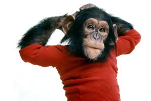 Nim Chimpsky is a chimpanzee wearing a knitted red top. Nim has his arms raised with hands behind his head.