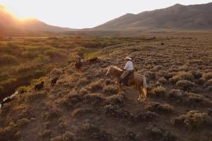 A man on his horse, with dogs in a beautiful field during sunset