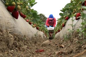 A migrant farm woman bends over a cart of strawberries as she harvests this fruit from a large field