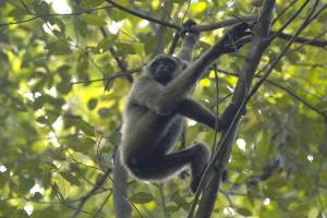 A gibbon monkey climbs the skinny branch of a tree below a canopy of green leaves. 