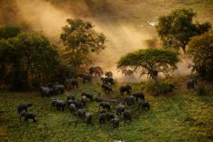 a herd of elephants walk through the grasslands.