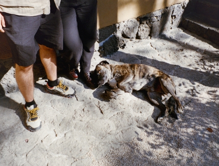 A dog rolls on the sun-warmed ground.