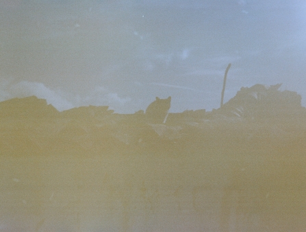 A cat perches on a tiled rooftop.