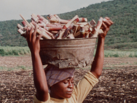 A Black woman wearing a yellow shirt rolled up to her elbows and a checkered head wrap is holding a bucket over her head carrying sugar cane