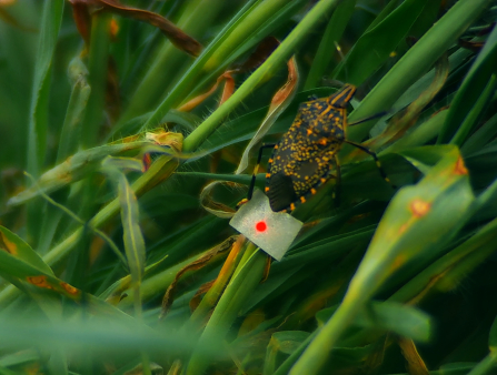 Close-up of an insect amid greenery