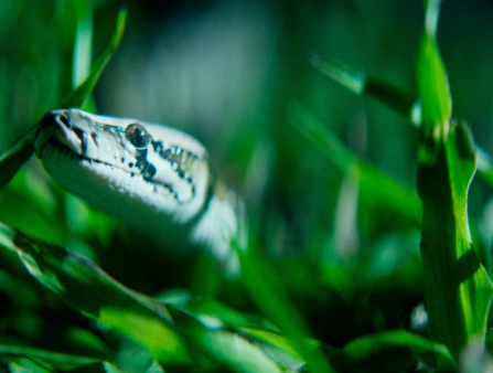 Python peeking out from the grass