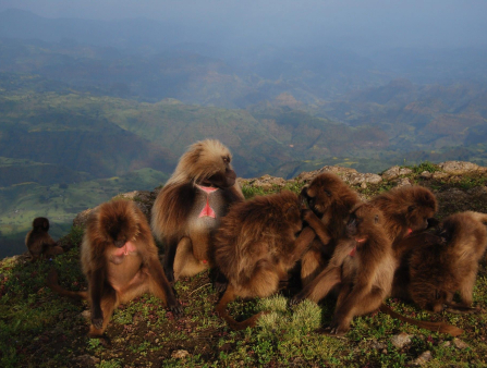 Group of male gelada monkeys sitting atop a mountain with a foggy landscape behind them