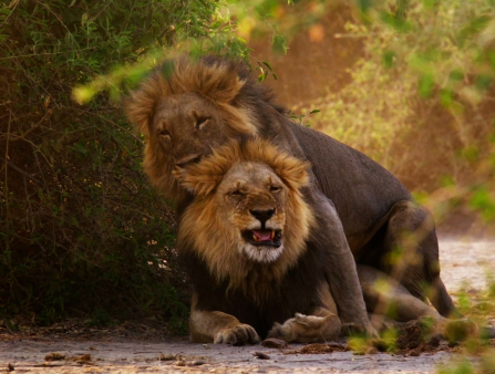Two male lions mating in the wild
