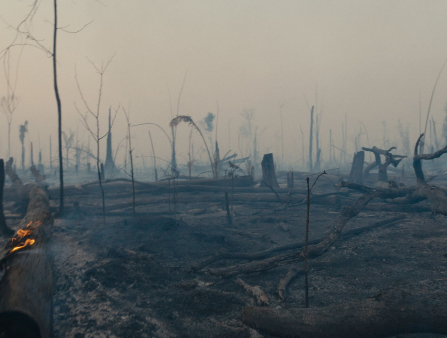 A large field of burnt trees still smoldering and filled with smoke