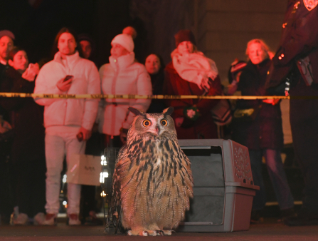 An owl sits in front of an animal carrying cage. In the background a row of people illuminated by red light stand behind caution tape.