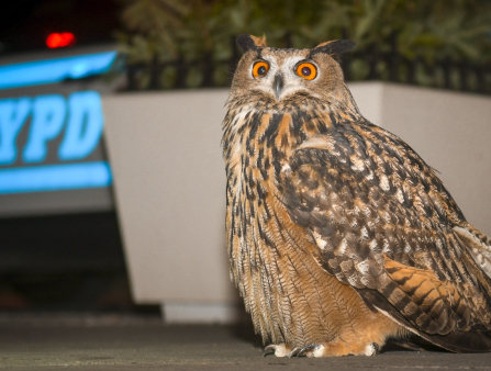 An owl sits on the ground in front of a planter. A car in the background is labelled "NYPD" in blue