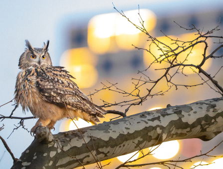 An owl perches on a tree branch and looks out of frame to its left. A skyscraper with the lights on is blurry in the background