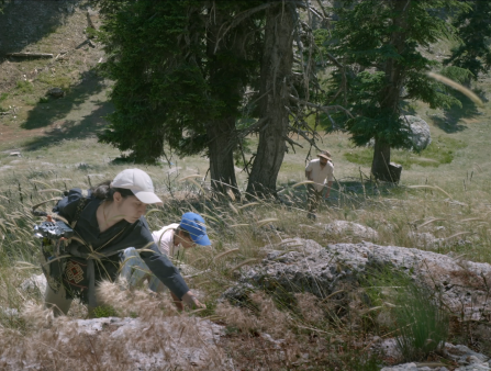 Three people in hats climb a grassy hill with coniferous trees in the background