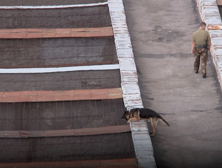 Overhead shot of a man in a military uniform walking down a concrete path and a German Shepard jumping over the cement blocks which line the path on either side