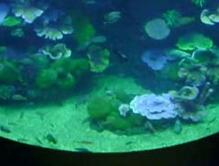 Low resolution shot of a murky green aquarium filed with exotic plant life and tiny, indistinct fish