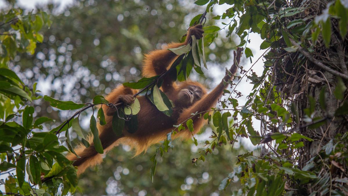 From Sir David Attenborough’s Our Planet. Photo: Huw Cordey/Netflix/Silverback. Among green trees hangs a light brown monkey.