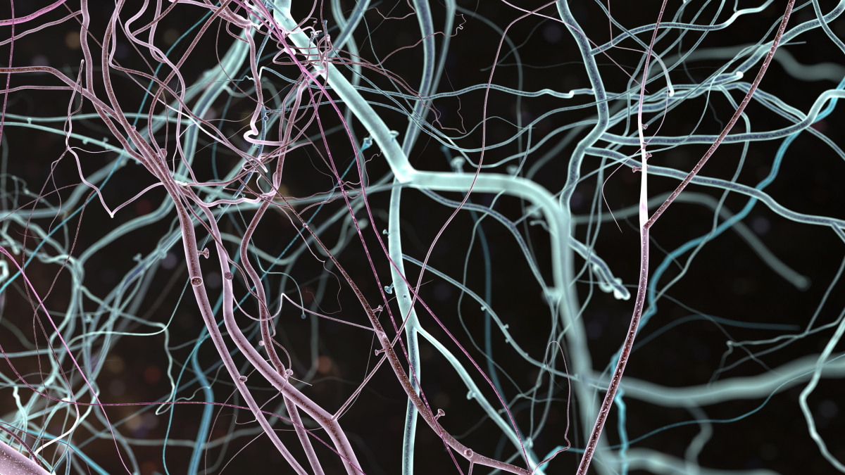 Map of neurons from a brain scan. Pink and light green lines over a black background.