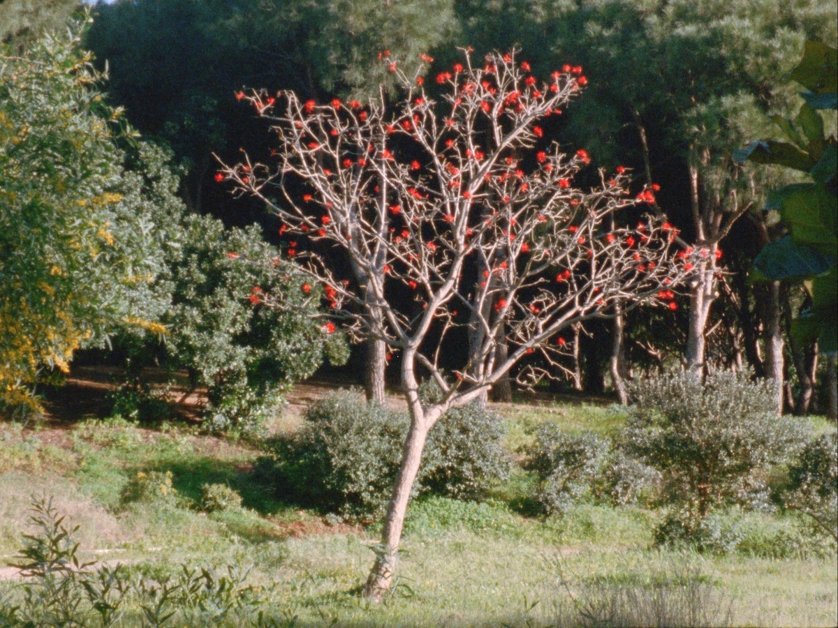 A film still depicting a tree with red buds in the middle of a lush landscape.