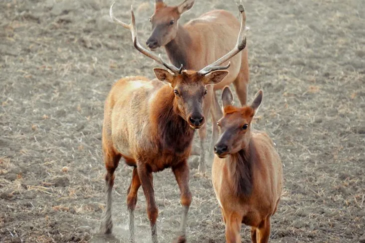 A small herd of Tule Elk wandering