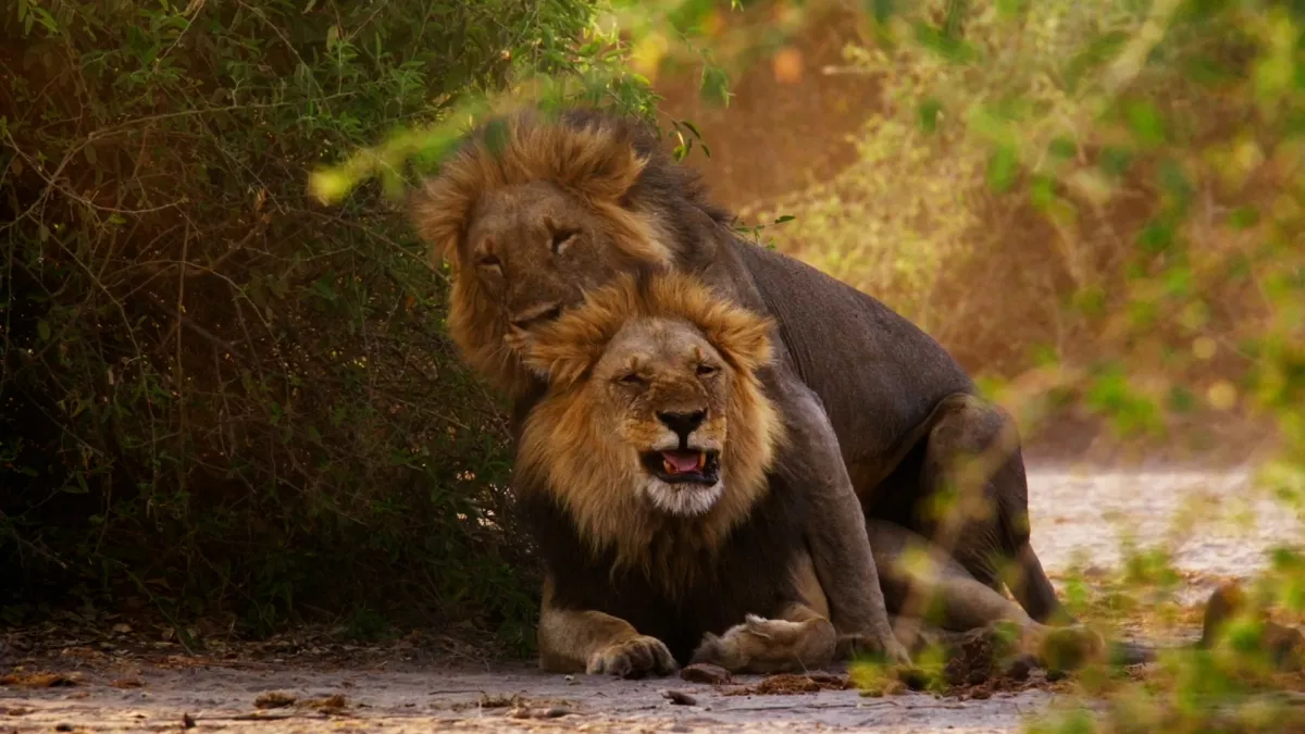 A Force of Nature: The ‘Second Nature’ Filmmakers Discuss The Nontraditional Distribution Strategy Behind Their Queer Animal Doc