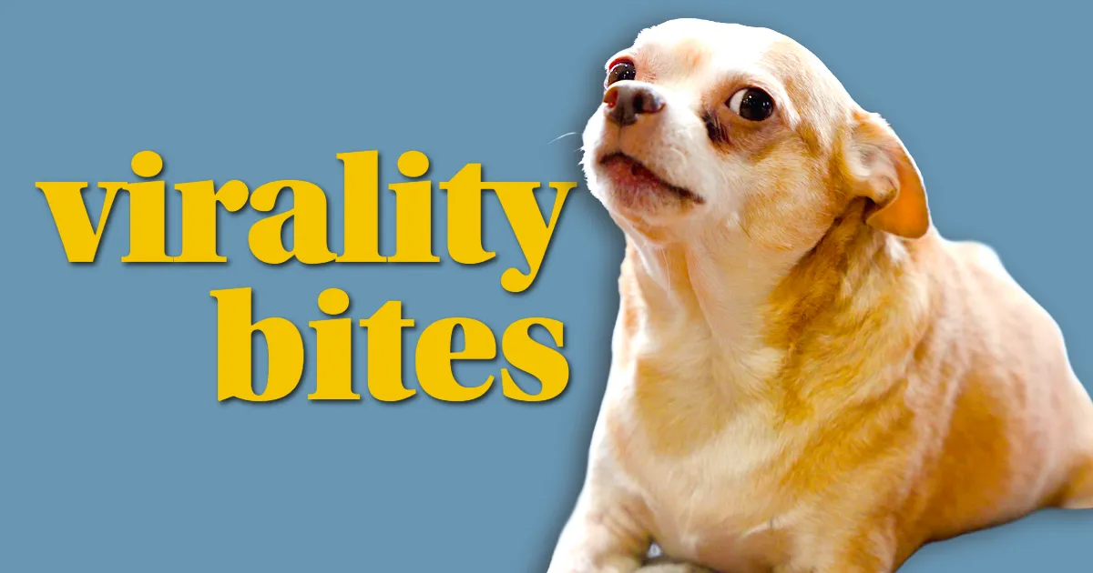 A chihuahua gives a side eye next to the words Virality Bites.