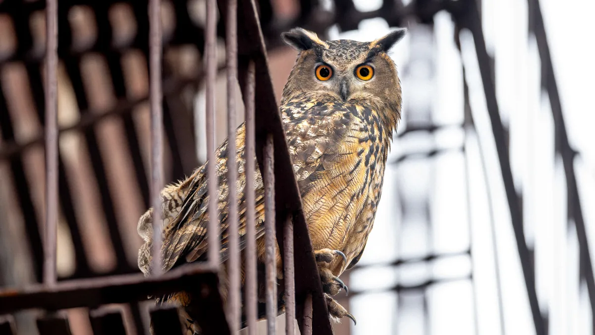 “The Most Documented Owl”: Penny Lane on Her Crowdsourced and Crowd-Pleasing ‘Wild Inside’