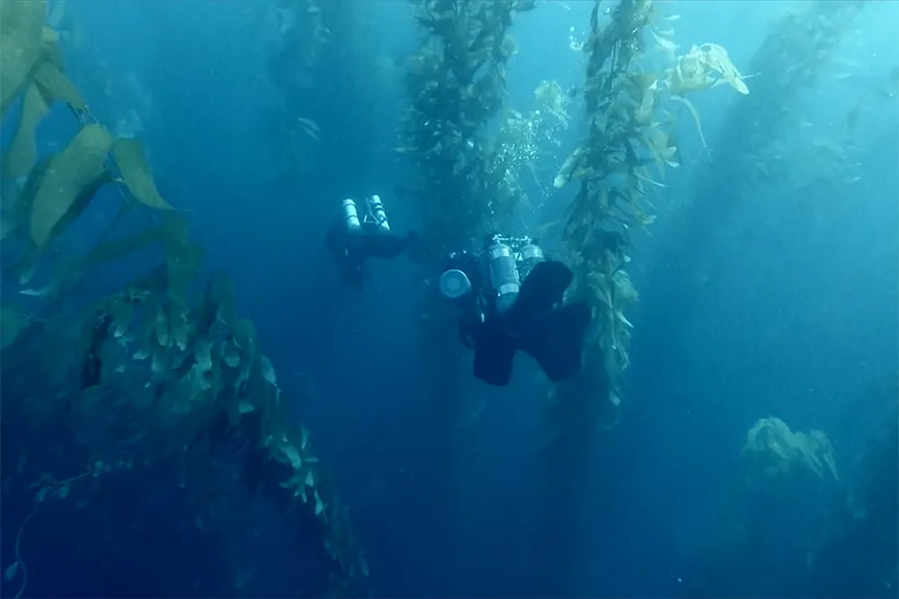 The Challenges of Filming 'The Loneliest Whale' Documentary