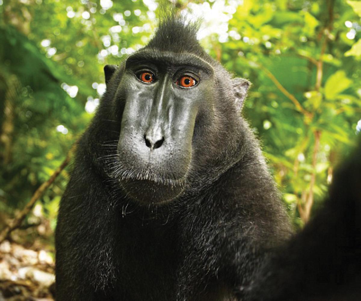 Celebrities, Public Domain and Monkey Selfies: A Consideration