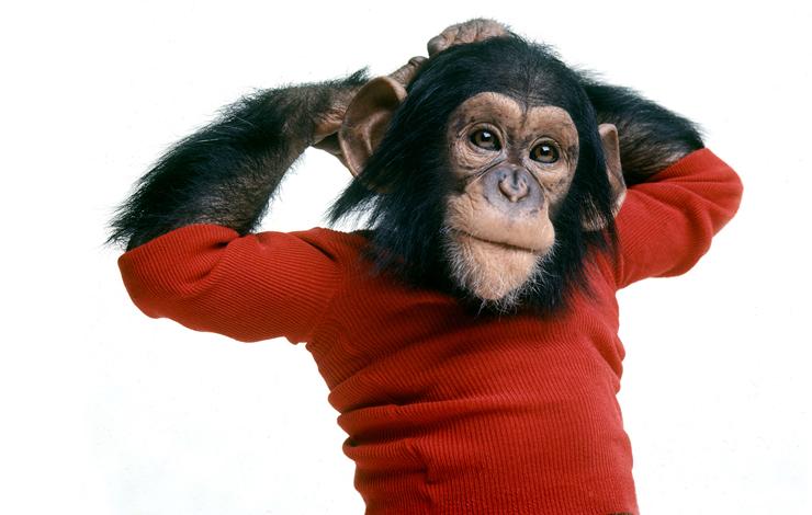 Nim Chimpsky is a chimpanzee wearing a knitted red top. Nim has his arms raised with hands behind his head.