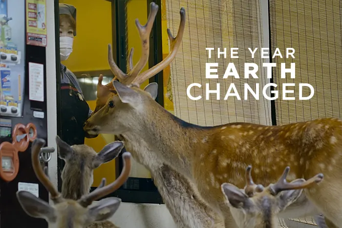 A deer with 3 fawns are at the window of a shop, an East Asian woman is looking at them from within
